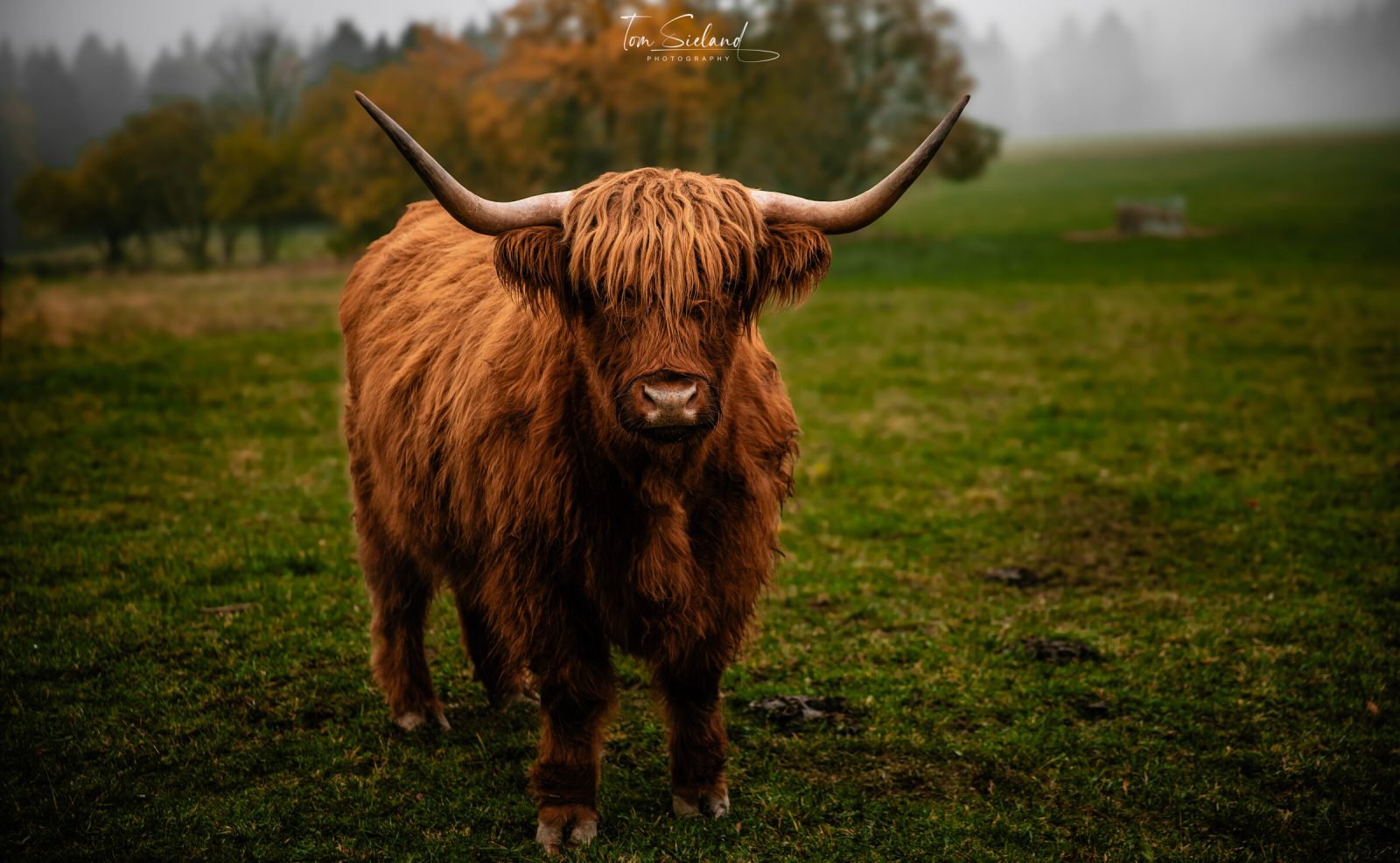 Tiere1